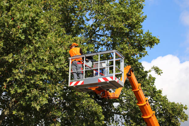 Tree and Shrub Care in New Cassel, NY