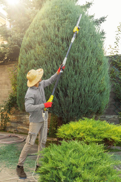 How Our Tree Care Process Works  in  New Cassel, NY